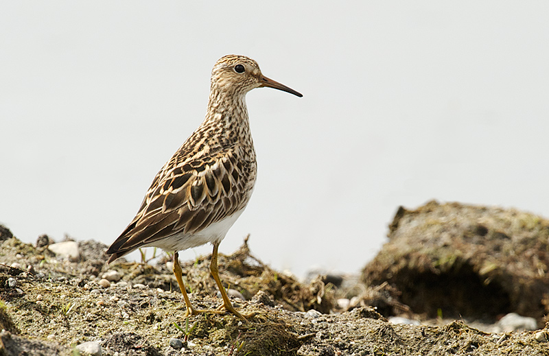 Alaskasnipe - Pectoral sandpiper (Calidris melanotos).jpg